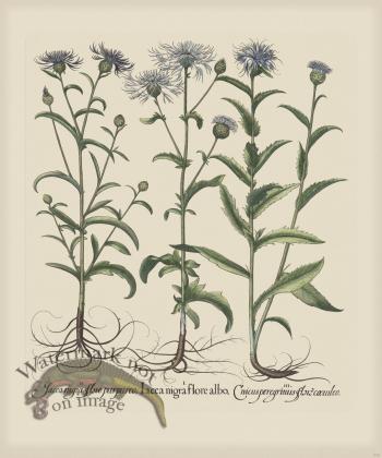 Besler 278 Colored  B2